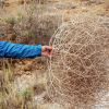 -a-hand-holding-a-tumbleweed-ron-koeberer.jpg