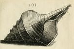 -bonnani_syrinx_aruanus_shell_4.jpg