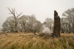 Solitary old oaks in the Soutok area-millin2011-11-17_24.jpg
