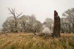 Solitary old oaks in the Soutok area