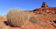 -tumbleweed-mexican-hat-rock-utah-full-width.jpg.thumb_.1160.1160.jpg