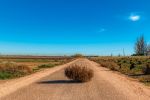 -tumbleweeds-environmental-problem.jpg