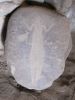 Petroglyph in the Sudanese desert, serving as inspiration to Jitka from 2007-11. Photo: Václav Cílek.