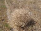 -tumbleweed038.jpg