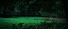 The Ancient Woods (Sengirė) 2017. A film by Mindaugas Survila-the_ancient_woods_7-crop.jpg