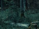 -snspaces-therewillbenootherforest-bialowiezamybodyistheforesttheforestismybodyimage.jpg -snspaces-therewillbenootherforest-bialowiezamybodyistheforesttheforestismybodyimage.jpg