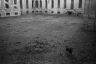 -michaelfernandesguarddog1995photodavidmiller.jpg