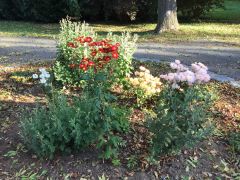 Flowerbed of chrysanthemums in Kyjov Park – part of the project Searching for Šlapanice Faith, 2021